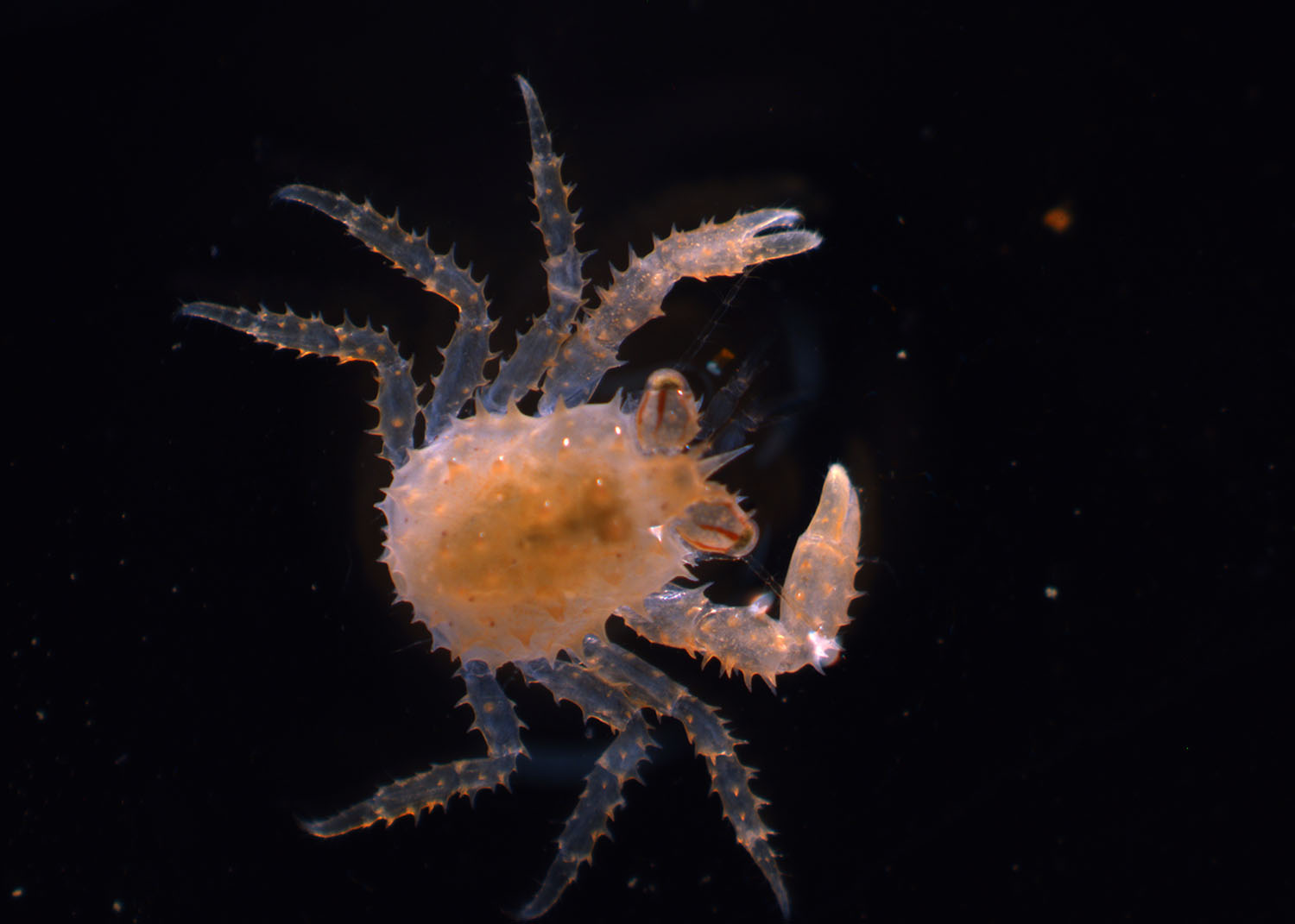 Microscope image of a juvenile red king crab