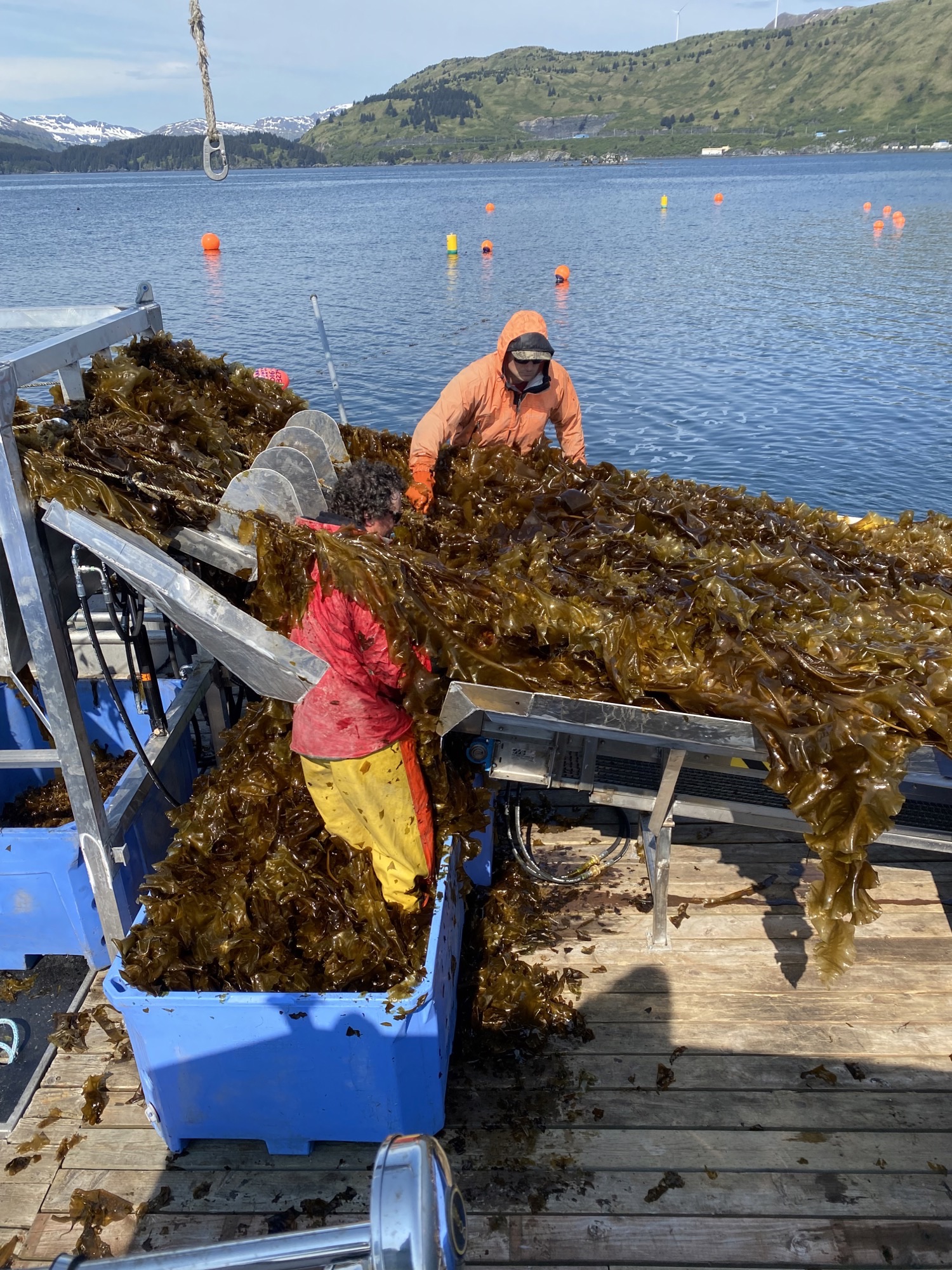 two individuals harvesting seaweed on a boat